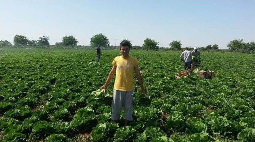 Yerli Marul Piyasada