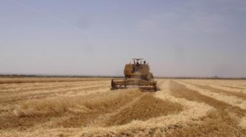 Kilis'te Hububat Hasadı Başladı