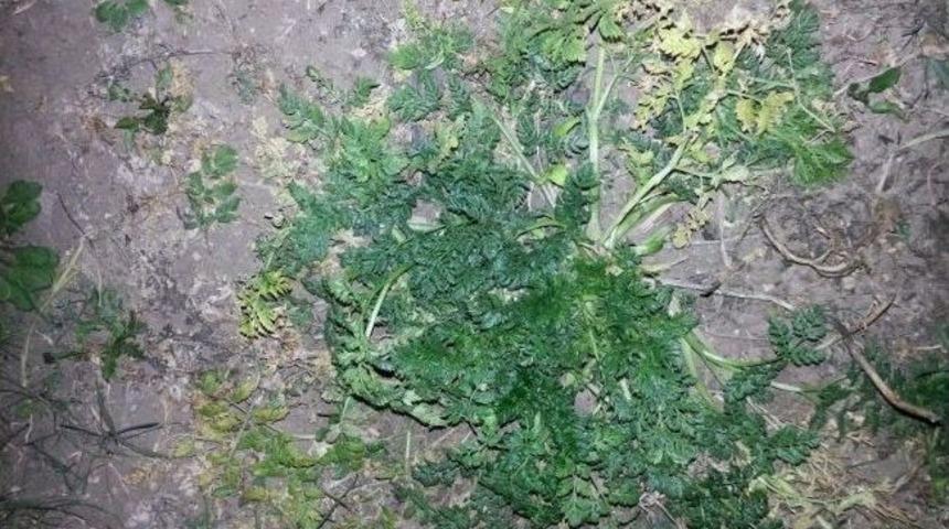 Pasinler'de Baldıran Otundan Bir &Ccedil;ocuk Daha Zehirlendi