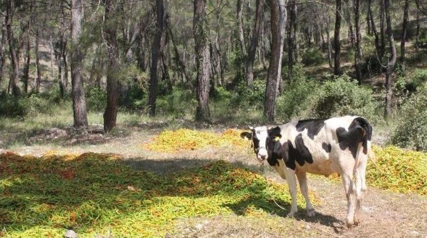 Ucuzlayan Biber Hayvanlara Yem Oluyor