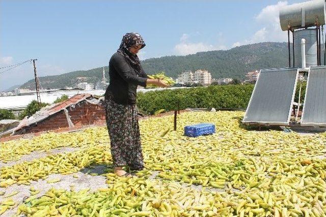 Ucuzlayan Biber Hayvanlara Yem Oluyor