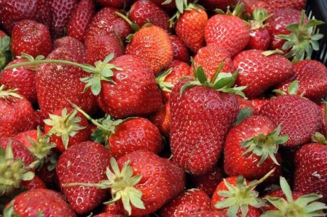 T&uuml;t&uuml;n Tarlaları Vitamin Deposuna D&ouml;nd&uuml;