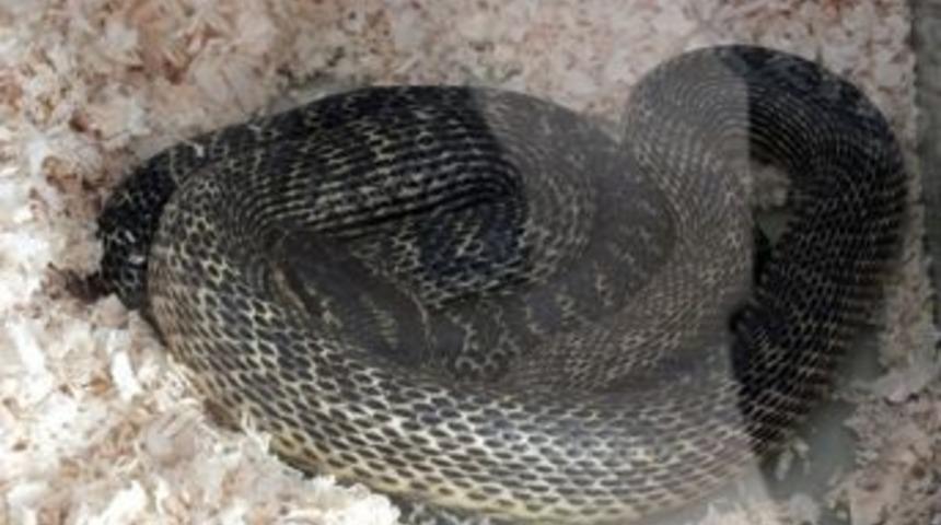 Tekirdağ'da Satılık Boz Yılan Alarmı