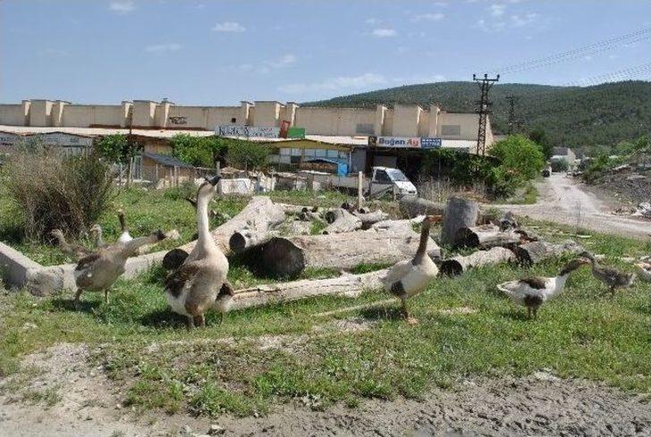 Tavuk Çiftliği Gibi Sanayi Sitesi G1