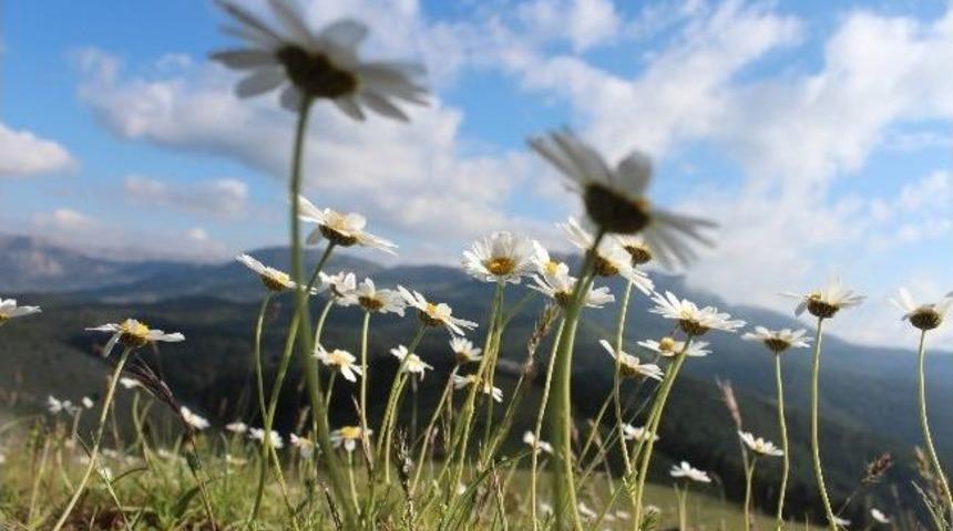 Anamas&rsquo;ta Baharın Son Esintileri