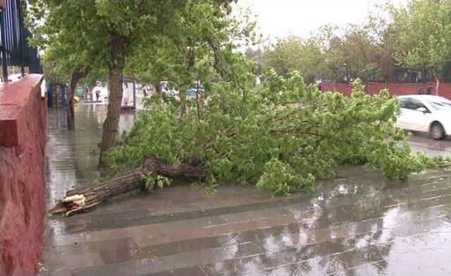 Erzurum’da Fırtına Ağaçları Devirdi