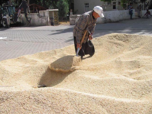 Düşük Rekolte Arpa Fiyatlarını Yükseltti