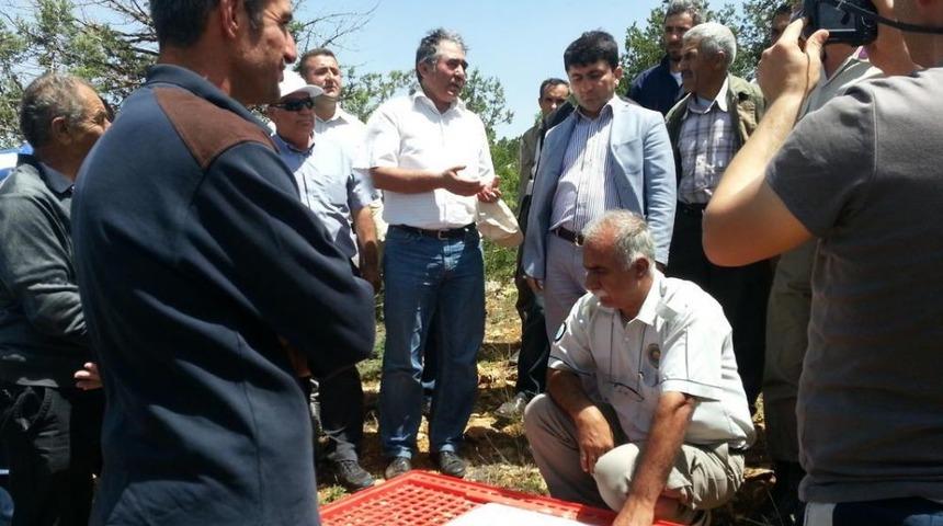 Tufanbeyli'de 500 Keklik Doğaya Salındı