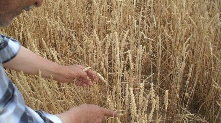 Beylikova'da Dolu Yağışı &Uuml;r&uuml;n Kaybına Yol A&ccedil;tı