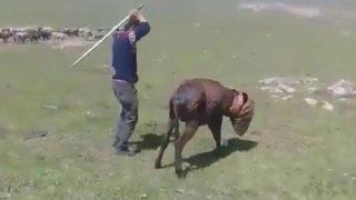 Kars'ta büyük vahşet! Başına poşet geçirdikleri eşekleri müzik eşliğinde sopayla bayıltana kadar dövdüler