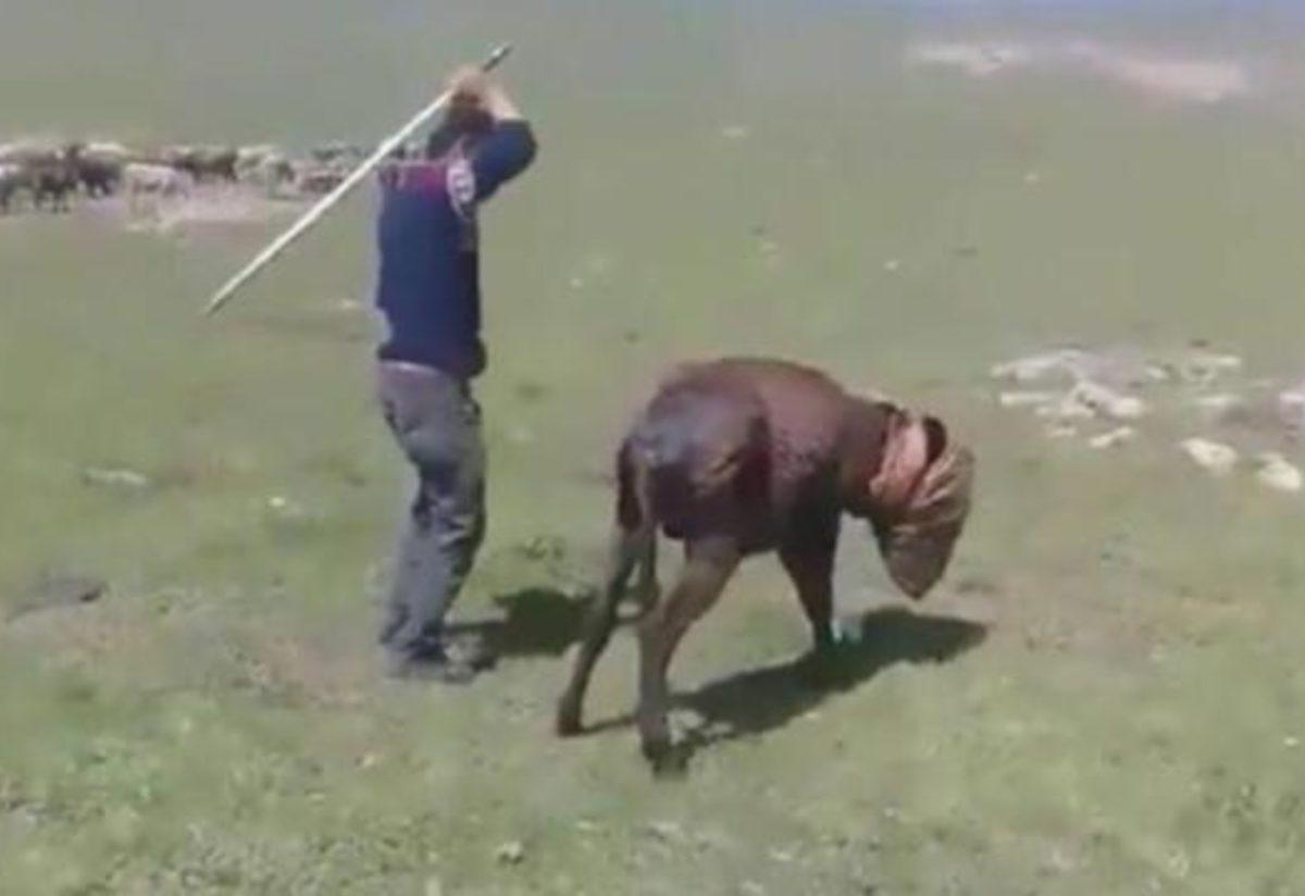 Kars'ta büyük vahşet! Başına poşet geçirdikleri eşekleri müzik eşliğinde  sopayla bayıltana kadar dövdüler - Yaşam Haberleri