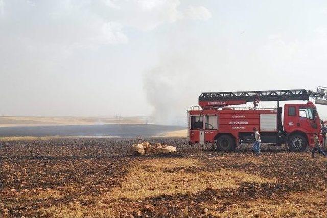 Şanlıurfa’da Bin 500 Dönümlük Ekili Alan Kül Oldu