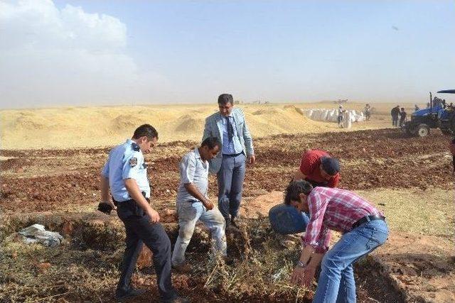 Şanlıurfa’da Bin 500 Dönümlük Ekili Alan Kül Oldu