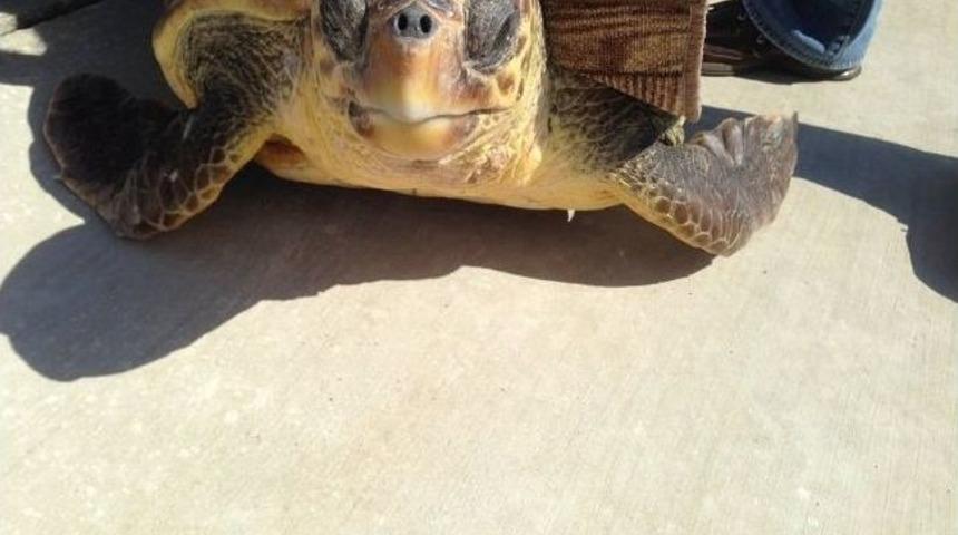 Marmaris’te Yaralı Caretta Caretta Operasyonu