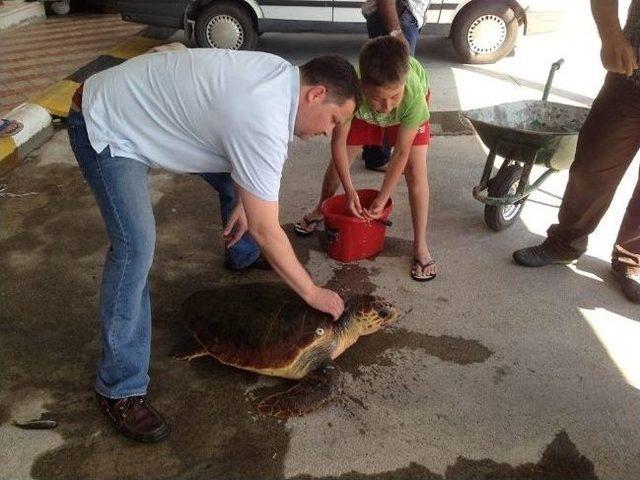 Marmaris’te Yaralı Caretta Caretta Operasyonu