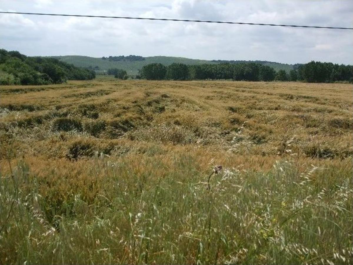 Fırtına Muratlı&rsquo;da Ekili Alanlara Zarar Verdi