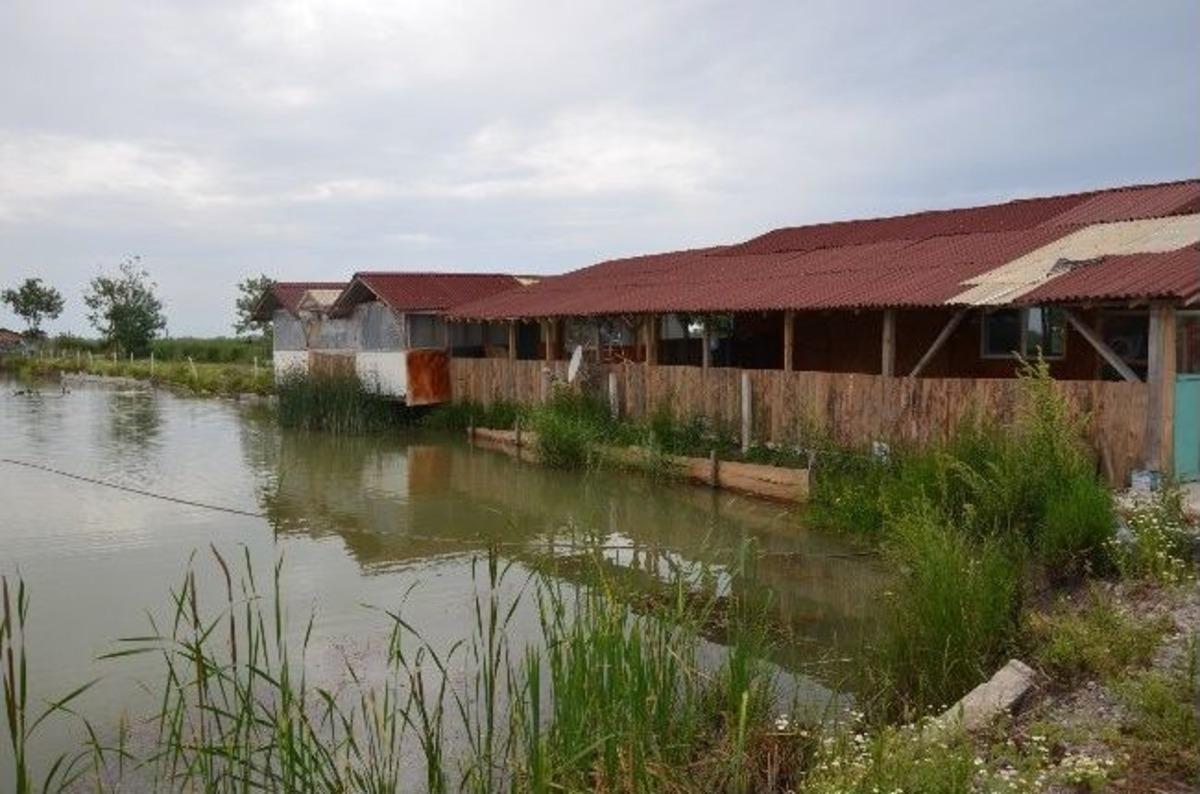 &Ccedil;eltik Tarlasını Sazan Tarlası Yaptı