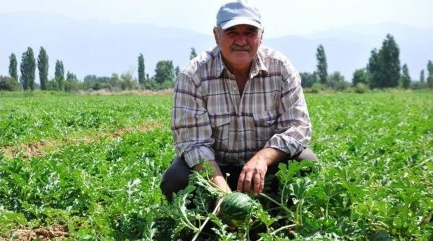 &Ouml;demiş Karpuzu 2 Haftaya Kadar Piyasada