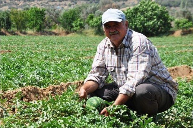 Ödemiş Karpuzu 2 Haftaya Kadar Piyasada