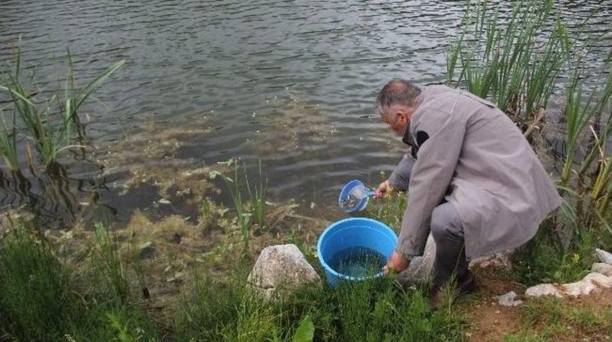 Alabalıklar G&ouml;llerle Buluştu