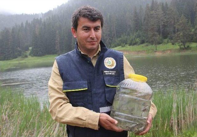 Alabalıklar G&ouml;llerle Buluştu 1
