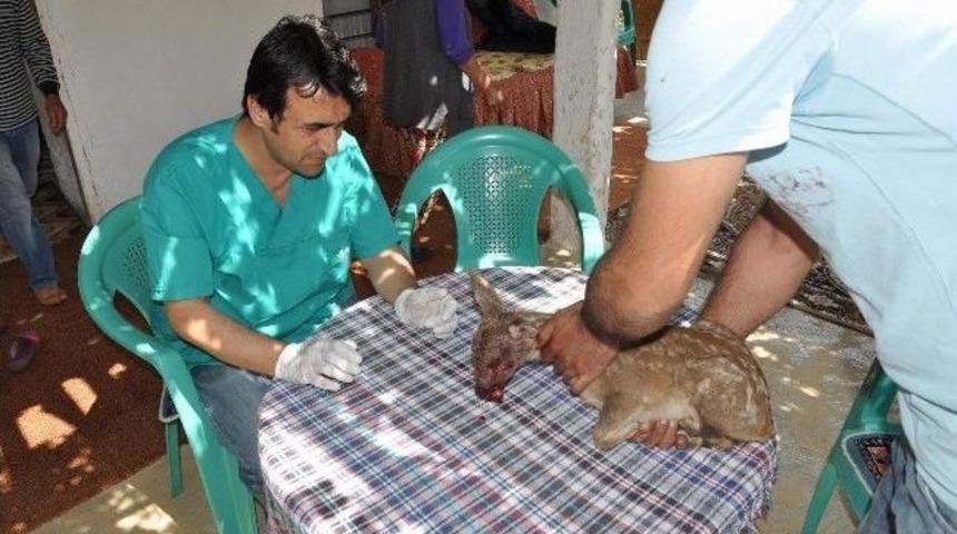Ceylan Yavrusu Yaralı Halde Bulundu
