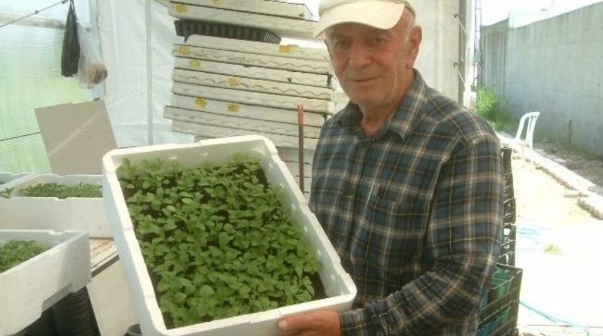 Burhaniye&rsquo;de Stevia &Uuml;retimi Yaygınlaştırılıyor