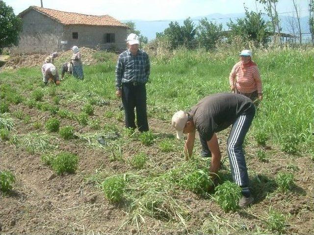 Burhaniye&rsquo;de Stevia &Uuml;retimi Yaygınlaştırılıyor 1