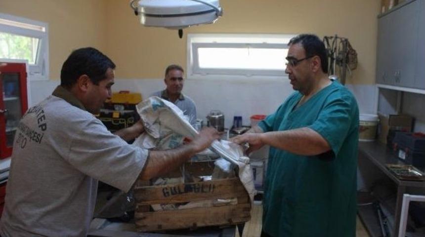 K&ouml;pekler Tarafından Yaralanan Geyik Yavrusu, Tedavi Altına Alındı