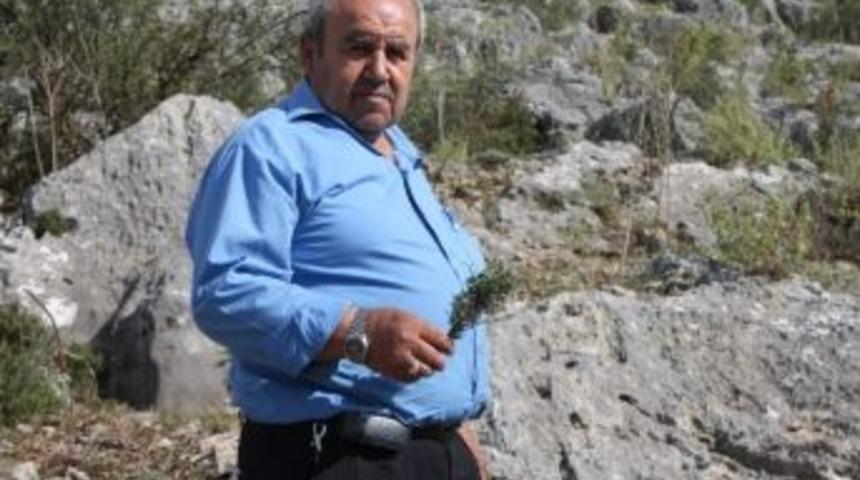 Kuraklık Akdeniz Kekiğini De Vurdu