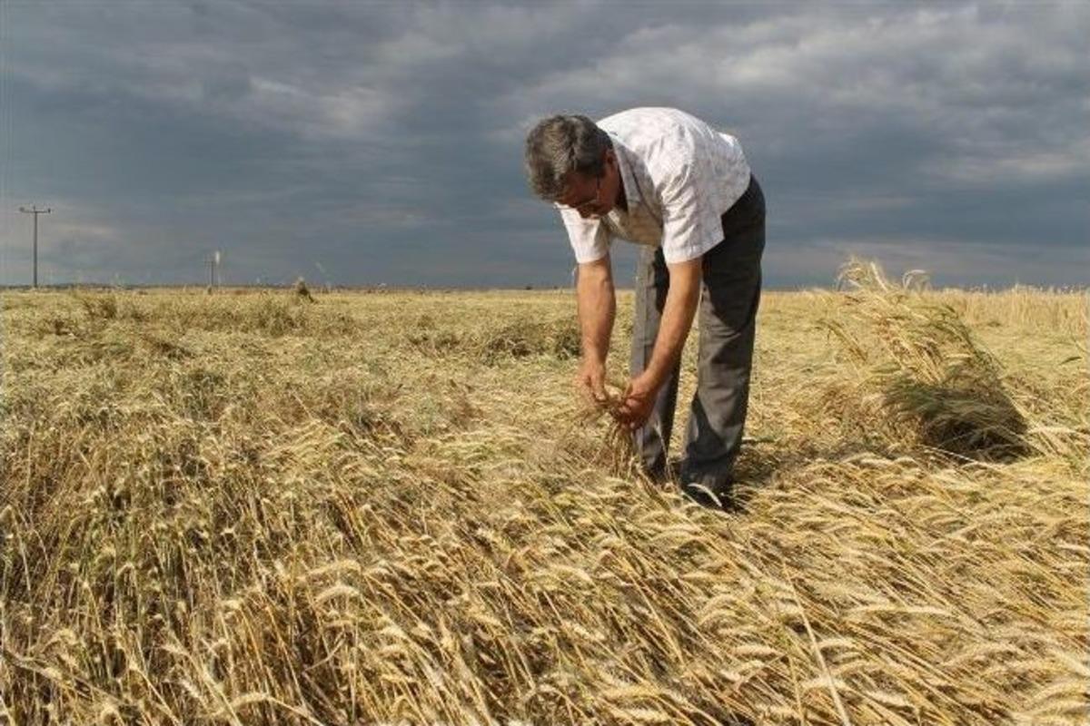 (&ouml;zel Haber) Trakya&rsquo;da Buğday Tarlaları Yerle Bir Oldu