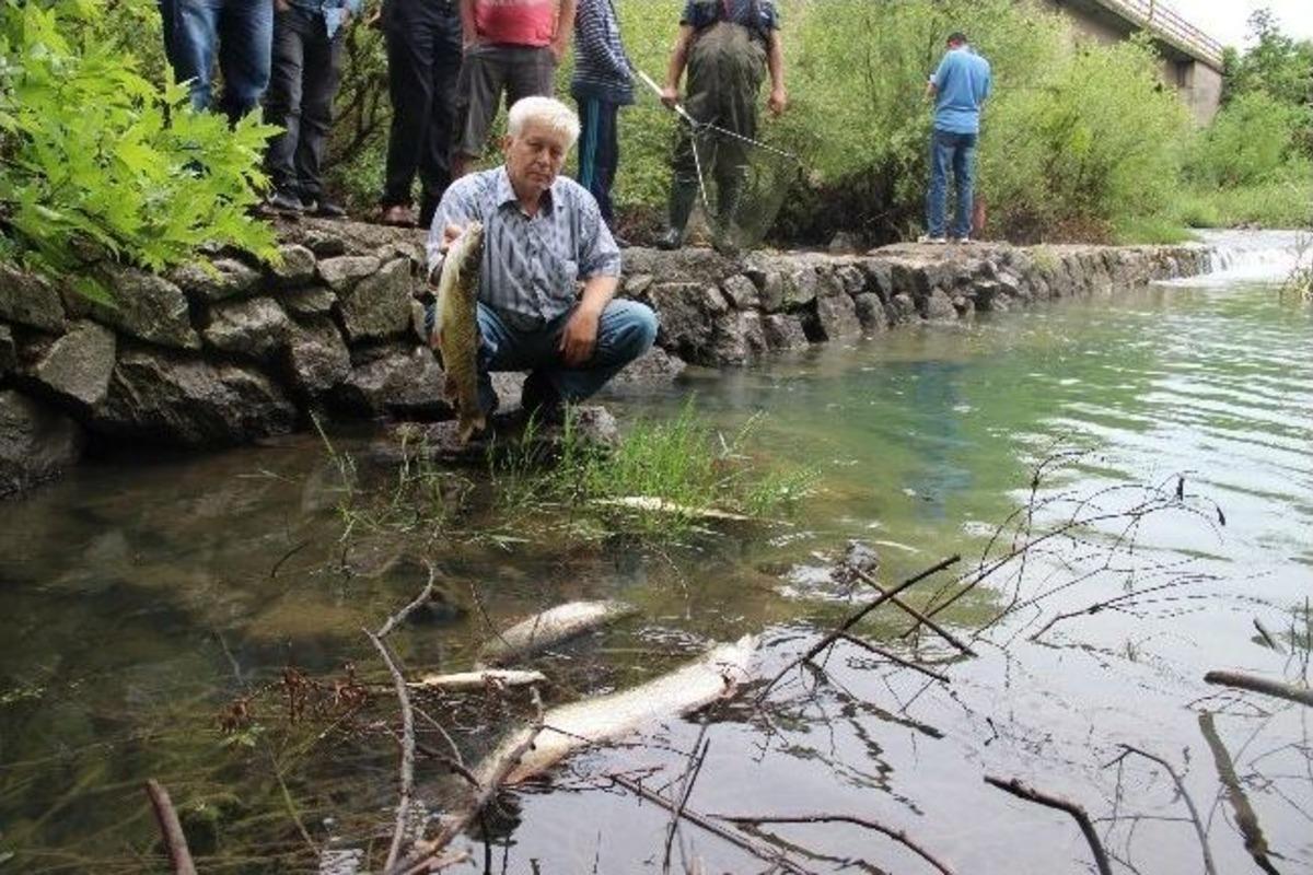 &Ccedil;anakkale'de Balık &Ouml;l&uuml;mleri Korkutuyor