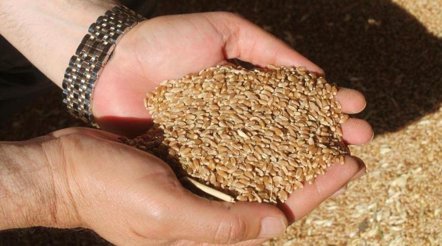 İslahiye'de Buğday Hasadı Başladı