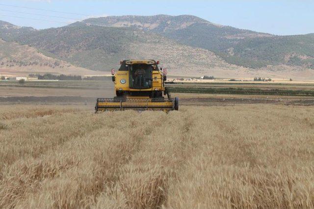 İslahiye de Buğday Hasadı Başladı 1