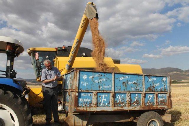 İslahiye de Buğday Hasadı Başladı 2