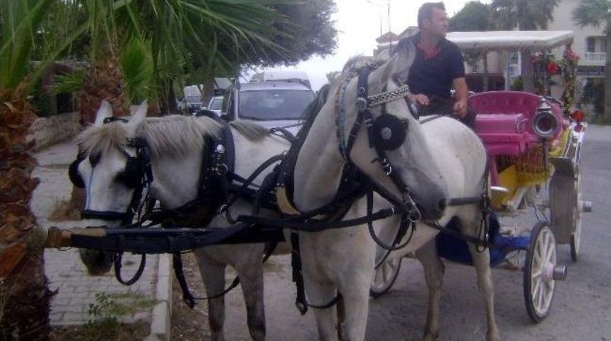 Didim Sahillerinde Fayton Sefası