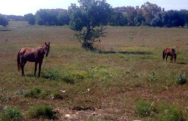 Didim Sahillerinde Fayton Sefası 1