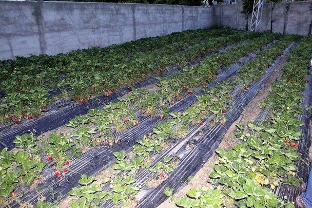 Eş Başkan &Ccedil;oban Bikad-koop u Ziyaret Etti 2