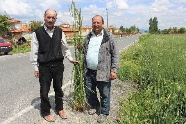 (&ouml;zel Haber) Mayıs Yağmurları &Uuml;reticinin Y&uuml;z&uuml;n&uuml; G&uuml;ld&uuml;rd&uuml; 1