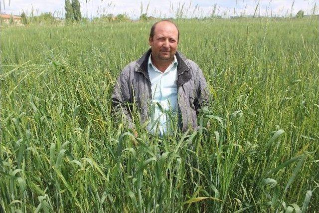 (&ouml;zel Haber) Mayıs Yağmurları &Uuml;reticinin Y&uuml;z&uuml;n&uuml; G&uuml;ld&uuml;rd&uuml; 2