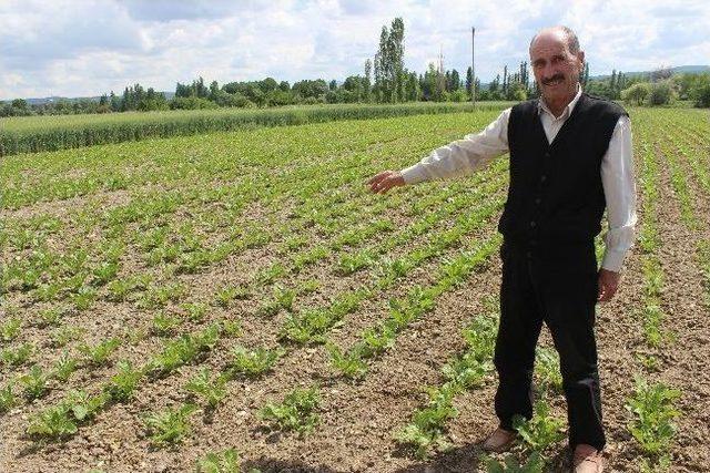 (&ouml;zel Haber) Mayıs Yağmurları &Uuml;reticinin Y&uuml;z&uuml;n&uuml; G&uuml;ld&uuml;rd&uuml; 3