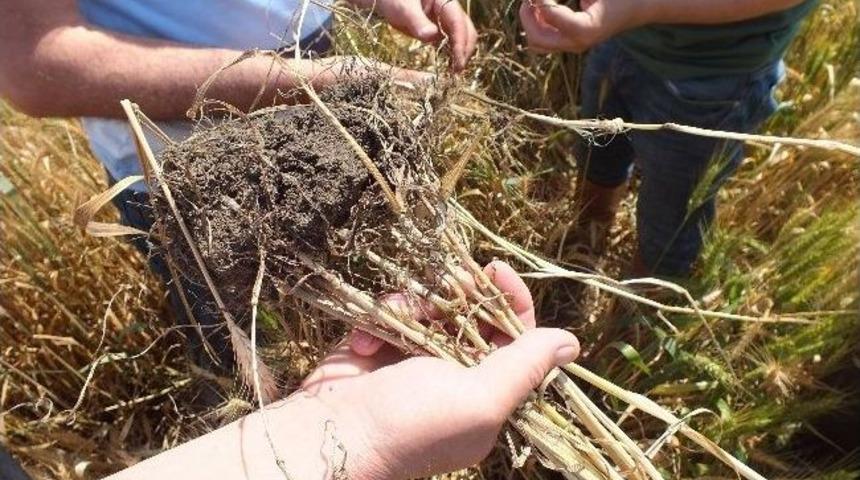 Vize Ziraat Odası Başkanı Erker: "verimde Hayal Kırıklığı Bekleniyor"