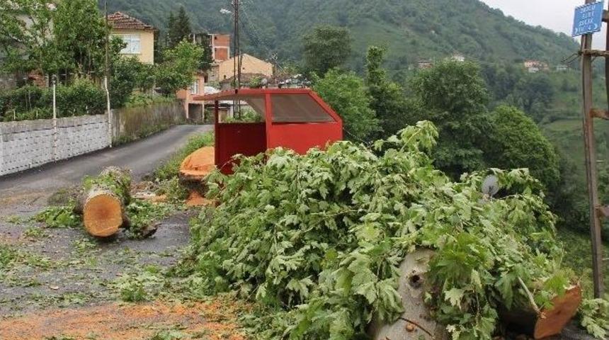 İzinsiz Kesilen &Ccedil;ınar Davalık Oldu