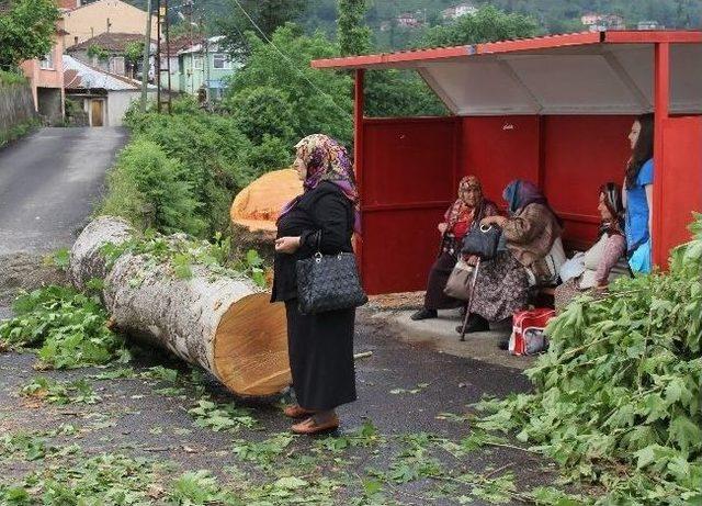 İzinsiz Kesilen &Ccedil;ınar Davalık Oldu 1