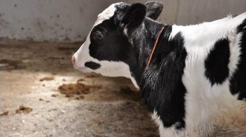 Buzağı Desteklemeleri &Uuml;reticilerin Hesabına Yatırıldı