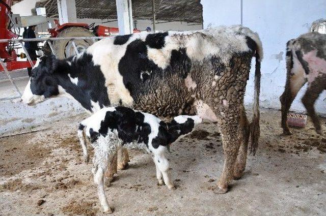 Buzağı Desteklemeleri &Uuml;reticilerin Hesabına Yatırıldı 1