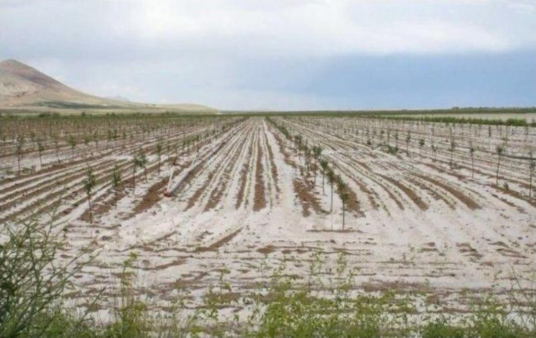 Karaman'da Dolu Yağışı Ekili Arazilere Zarar Verdi