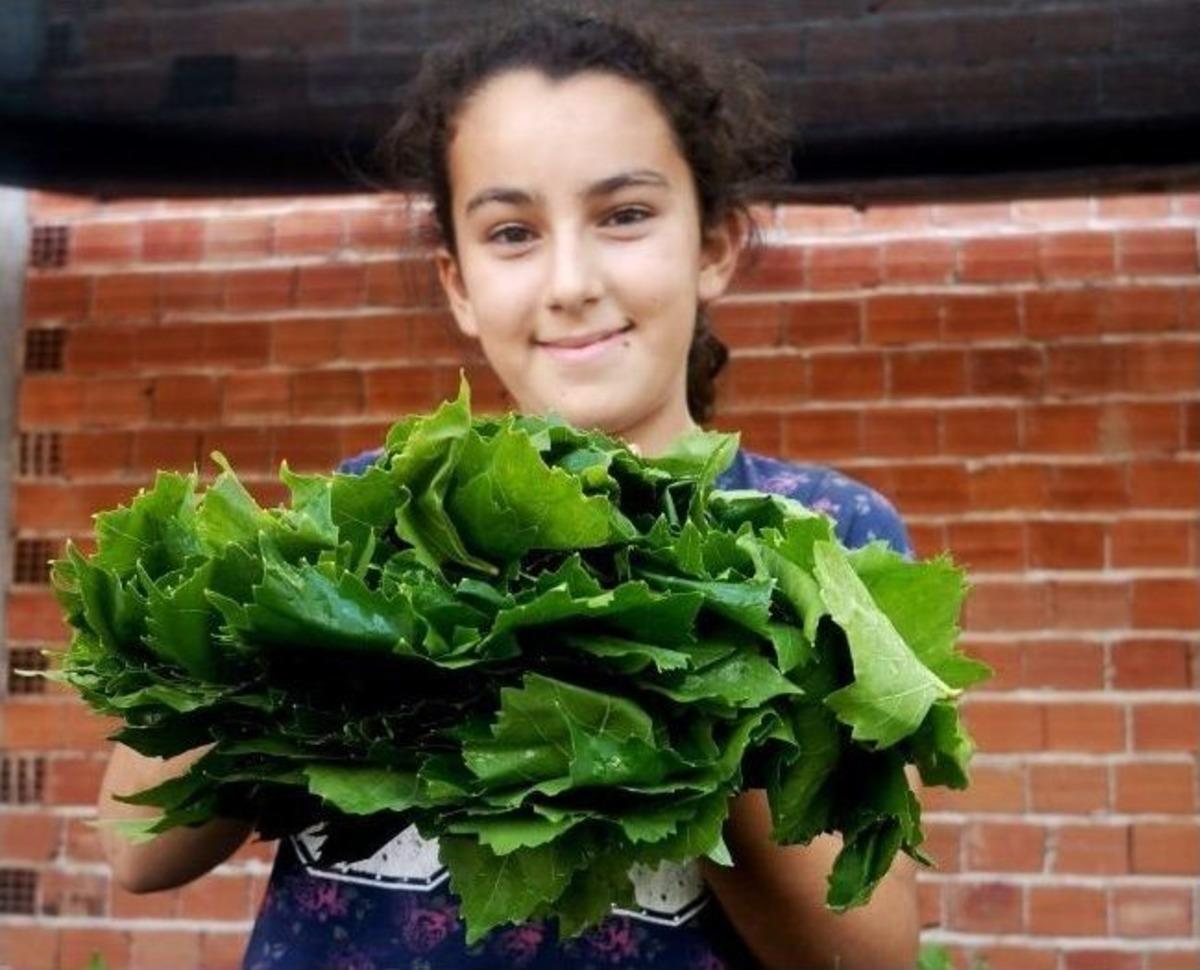 Sarıg&ouml;l'de Taze Bağ Yaprağının Kilosu 1,50 Tl