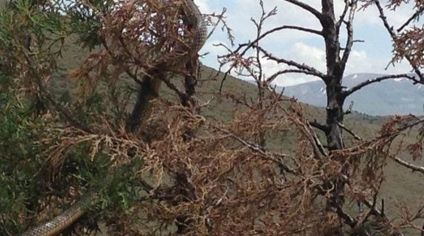 G&uuml;m&uuml;şhane'nin Kelkit İl&ccedil;esinde 6 Metrelik Yılan Kabusu