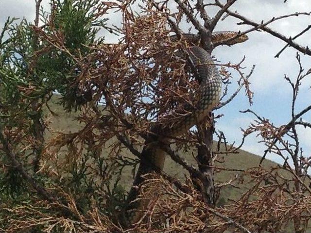 G&uuml;m&uuml;şhane nin Kelkit İl&ccedil;esinde 6 Metrelik Yılan Kabusu 1